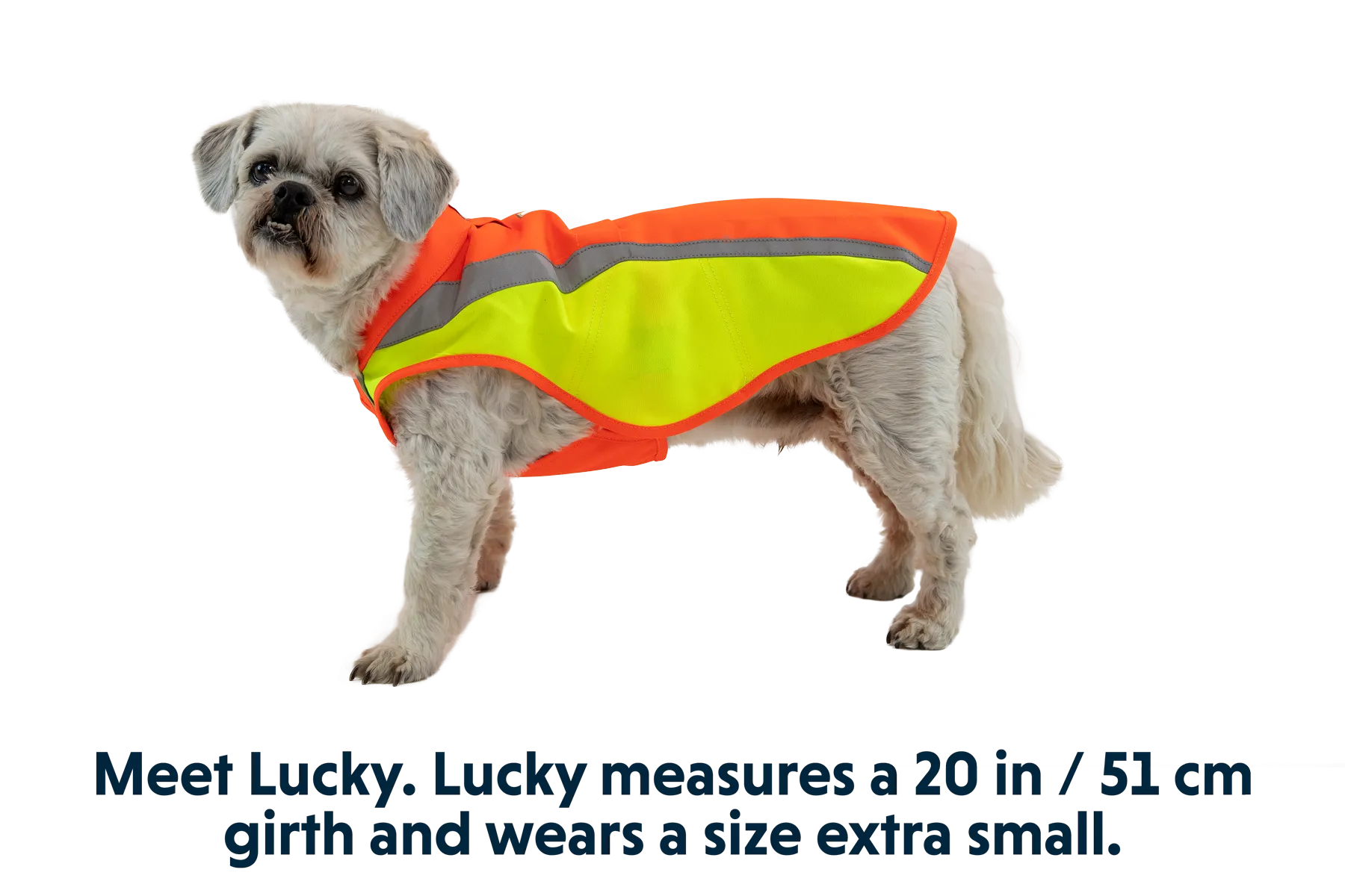 RP - Lumenglow™ Hi-Vis Dog Jacket