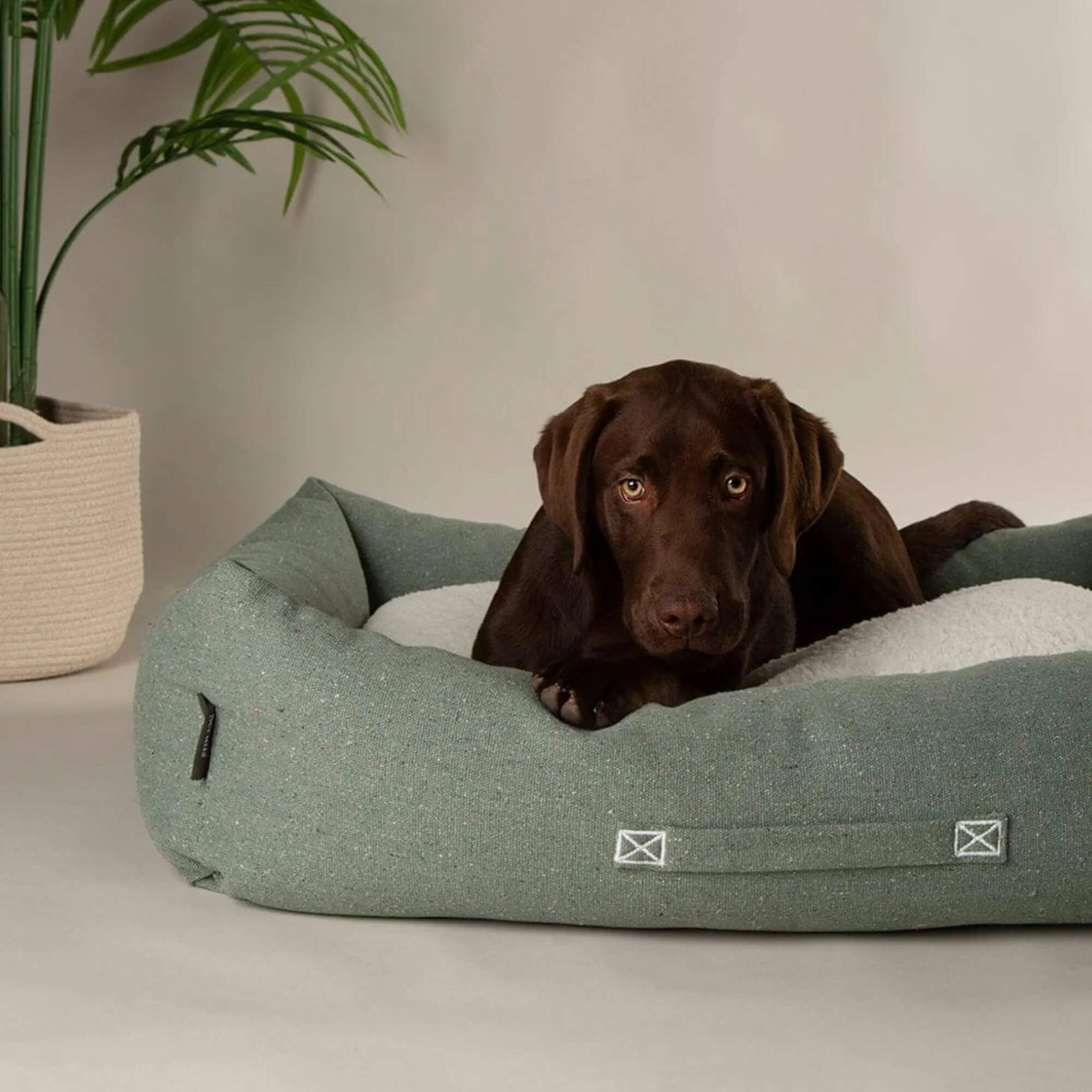 Scruffs Eden Box Dog Bed